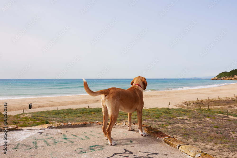 Back view of dog looking at waterscape Back view of dog looking at waterscape