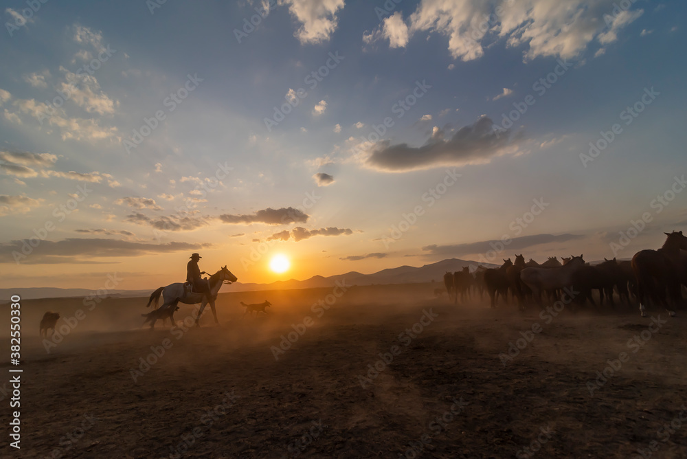 Fototapeta premium Wild horses run in foggy at sunset. Near Hormetci Village, between Cappadocia and Kayseri, Turkey
