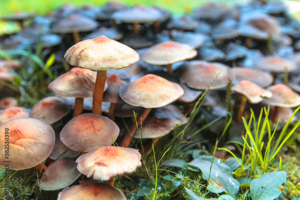mushrooms in the grass mushrooms in the grass