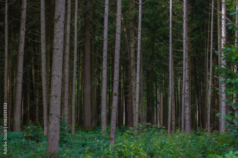 Fototapeta premium Wald Bäume Nadelwald