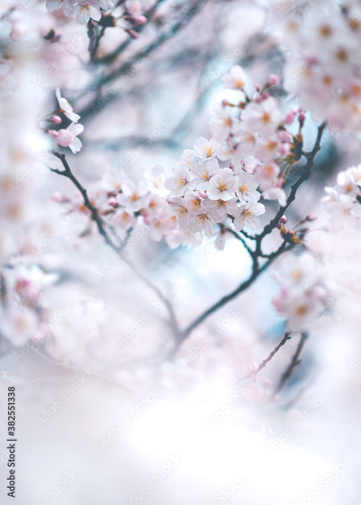 Blossoming Dreams Blossoming Dreams