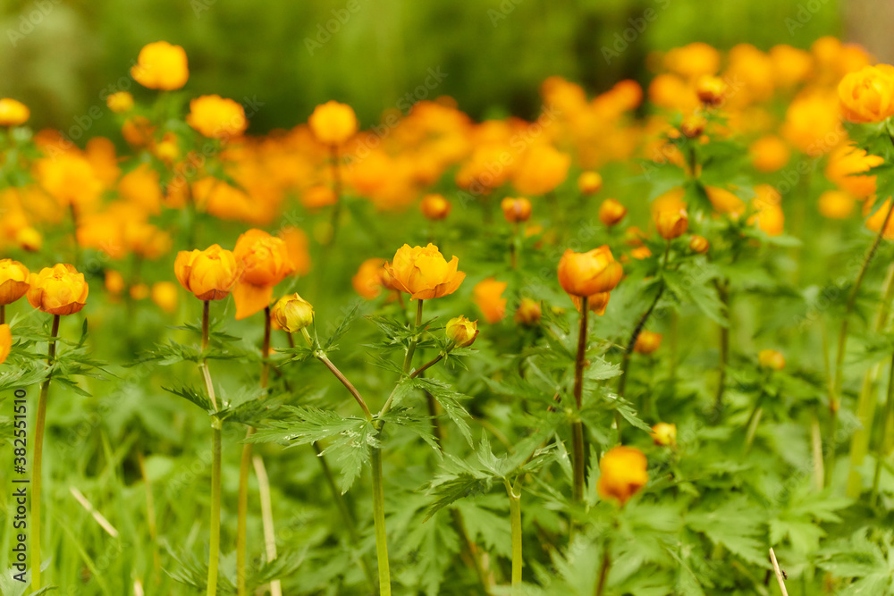 Obraz premium Spring Meadow Globeflowers