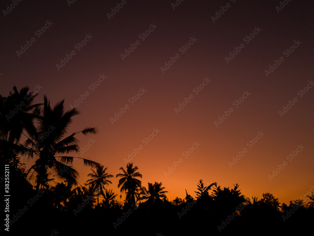 Coconut Tree Lines sunset