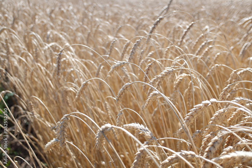 Cash crop. Wheat in the field. Growing wheat in an organic way. Golden ears Cash crop. Wheat in the field. Growing wheat in an organic way. Golden ears