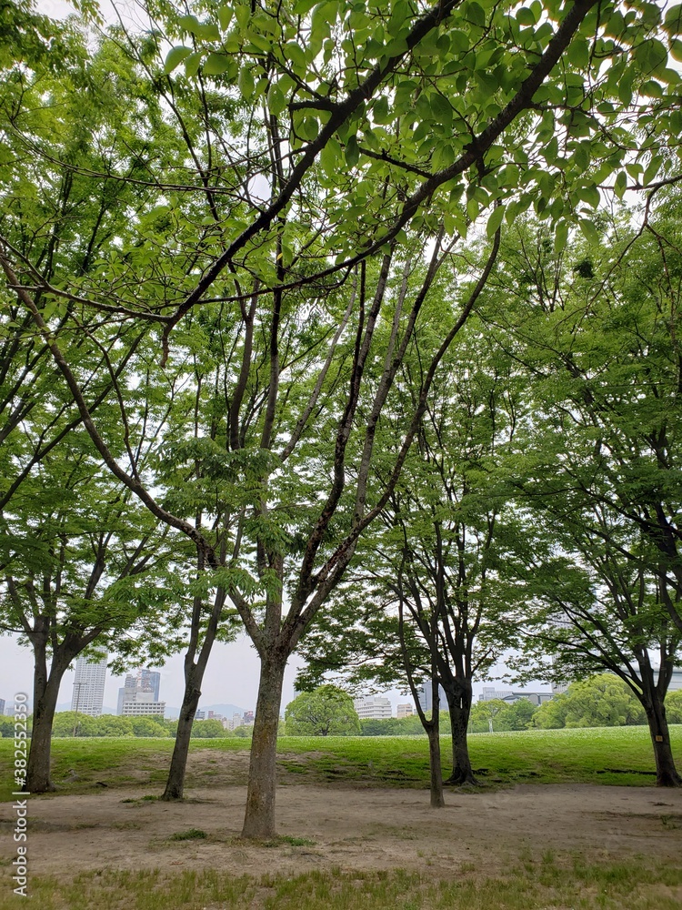 Fototapeta premium tree in the park