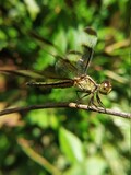 Pied Paddy Skimmer female dragonfly