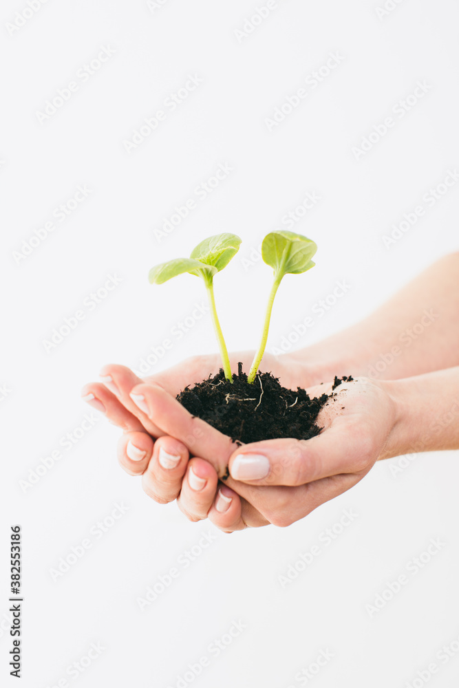 Hand of a woman holding a seedling. Hand of a woman holding a seedling.