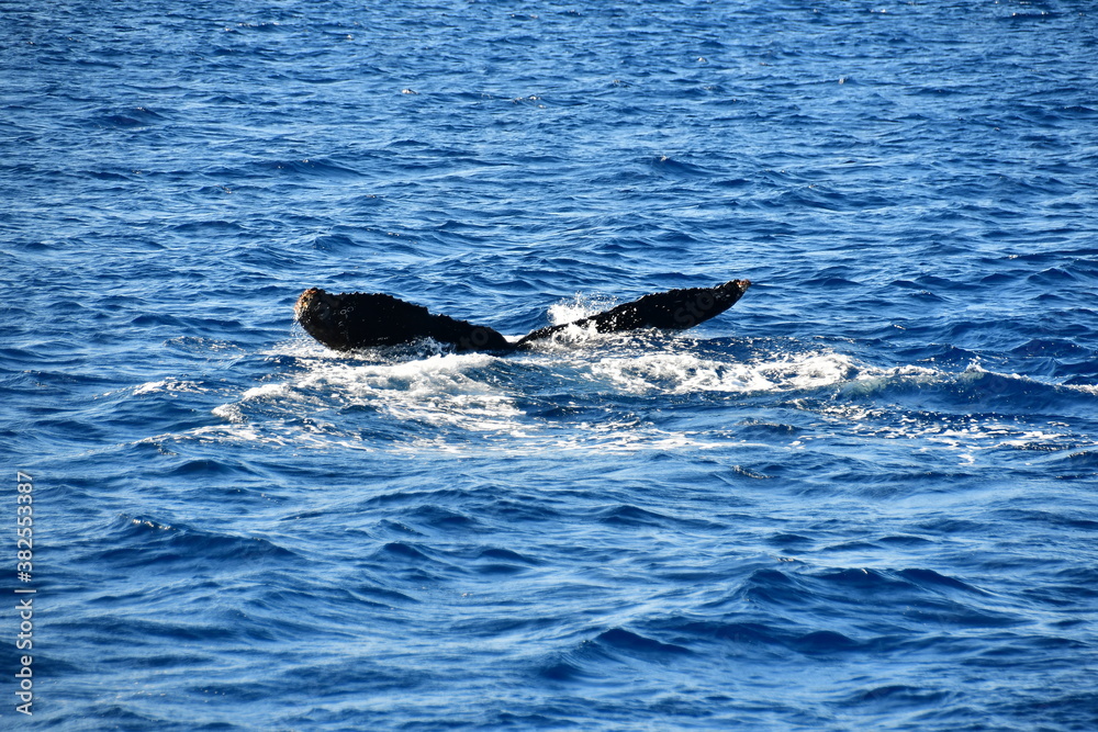 Fototapeta premium くじら