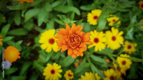 Common marigold or pot marigold closeup shoot with yellow pot marigold background