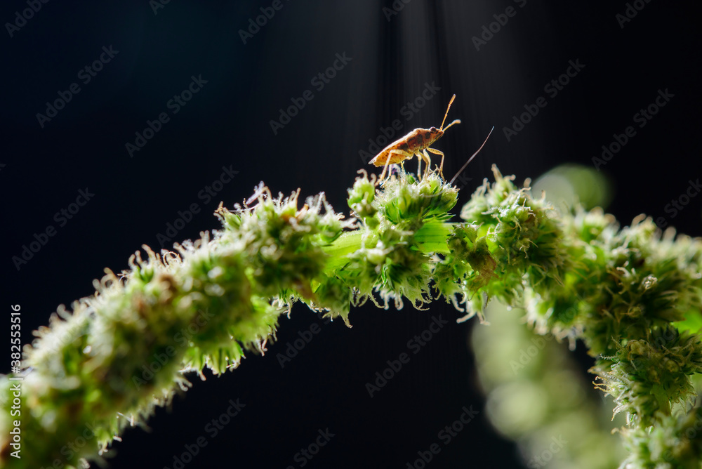 Fototapeta premium insect on the leaf