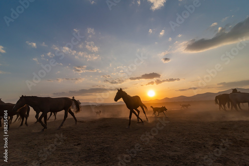 Wild horses run in foggy at sunset. Near Hormetci Village  between Cappadocia and Kayseri  Turkey