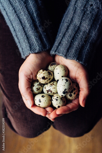 Woman's hands holding a group of quail eggs
