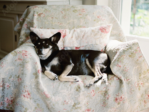 Little dog enjoying a siesta on armchair, film image photo