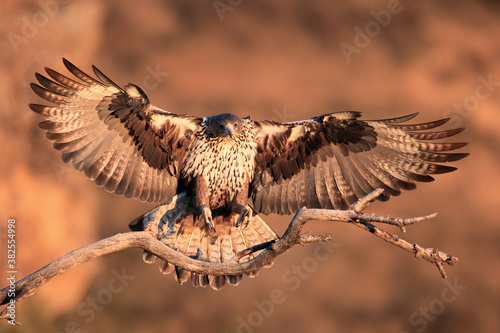 The Bonelli's eagle (Aquila fasciata) young female lands on a dry branch with orange rocks as a background. A large eagle in flight in the morning orange light.