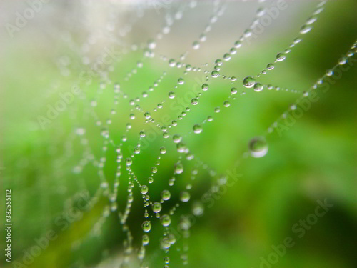 Defocused of dew on the spider web