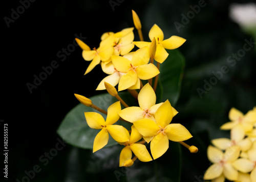 Ixora flowers lutes pretty yellowish