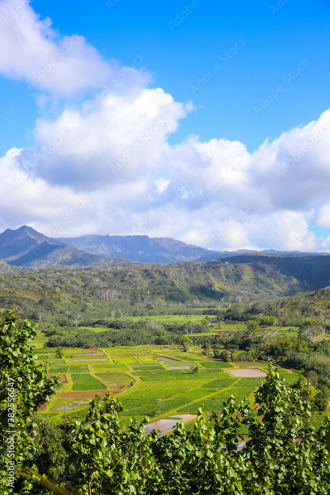 Hanalei Valley Lookout, Kauai, Hawaii
Hanalei Valley Lookout, Kauai, Hawaii