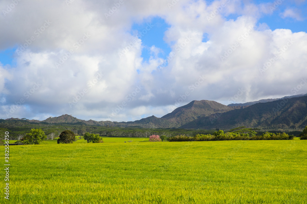 Jurassic Ranch, Kauai, Hawaii
Jurassic Ranch, Kauai, Hawaii