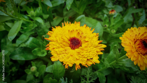 Closeup shot of pot marigold flower with green background with flowers and leafs. 