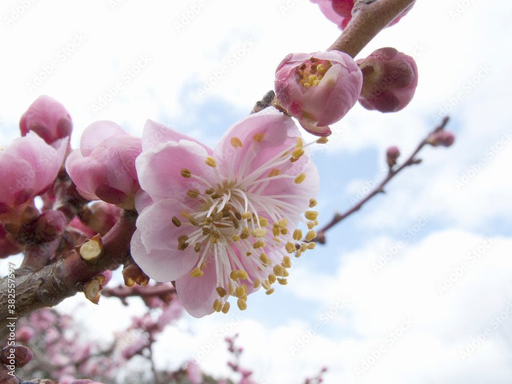 梅の花 梅の花