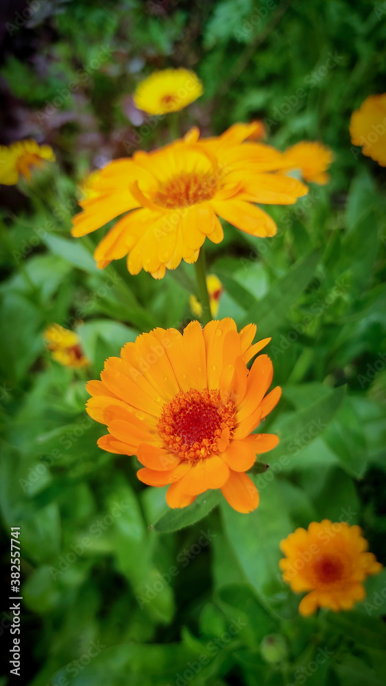 Closeup shot of pot marigold flower with green background with flowers and leafs. Closeup shot of pot marigold flower with green background with flowers and leafs.