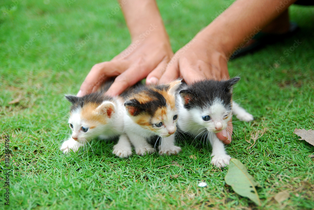Asian male hands holding cute domestic kittens on the green grass