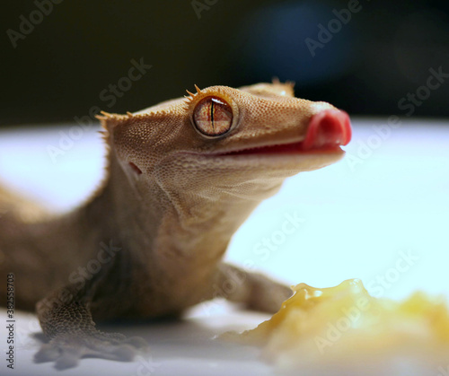Eyelash crested gecko eating banana and licking his lips