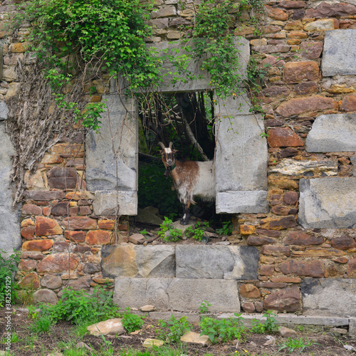 Podobny obraz
