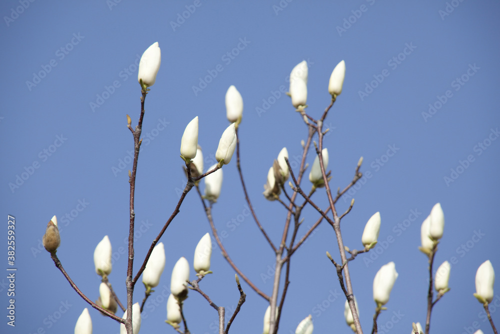 Fototapeta premium ハクモクレンのつぼみ