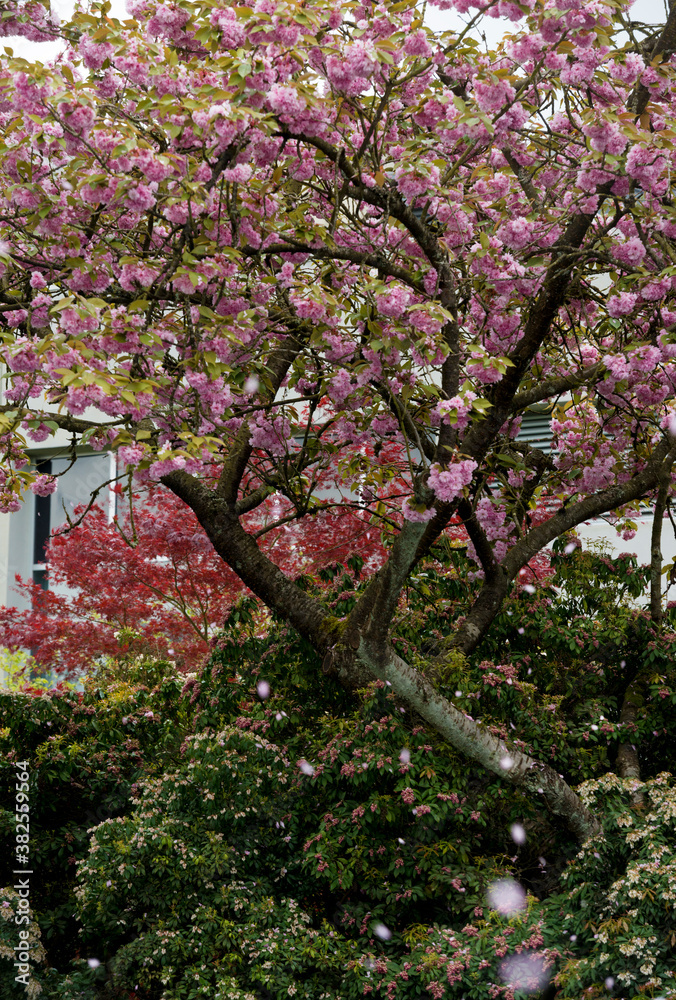 Pink Blossoms Falling From Tree Pink Blossoms Falling From Tree