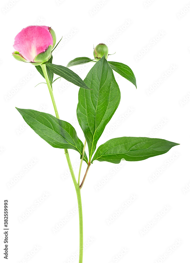 Obraz premium Pink peony flower with green leaves isolated on a white background. Beautiful pink peony flower.