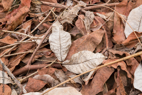 Fallen brown leaf of rubber tree on ground