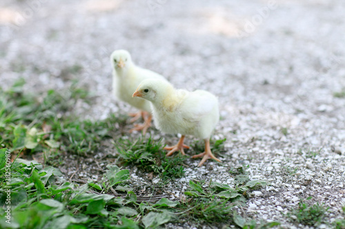 pair of baby chicks photo
