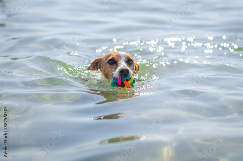 Cute red dog jack russell terrier is swimming and playing in water in the sea or river or lake