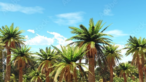 Palm trees against the sky with clouds  3D rendering