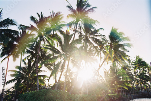 rainbow over the palm trees