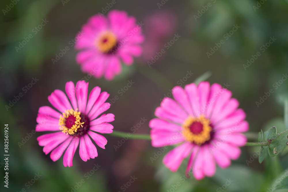 Bright pink flower against a background of greenery.