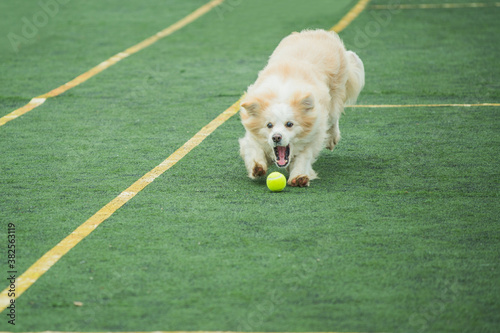 Dog catching tennis ball