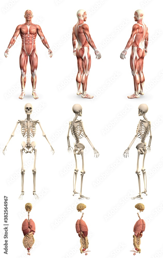 9 high detailed renders in 1, mans body with muscle map and skeleton and organs - physiology study concept - cg medical 3D illustration isolated 9 high detailed renders in 1, mans body with muscle map and skeleton and organs - physiology study concept - cg medical 3D illustration isolated