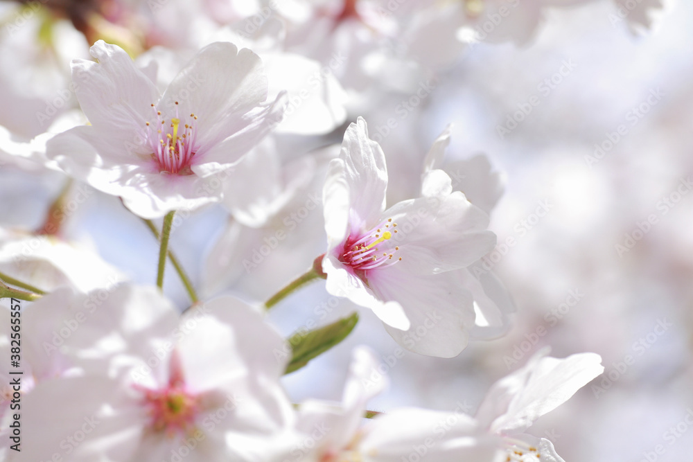 さくらの花のアップ