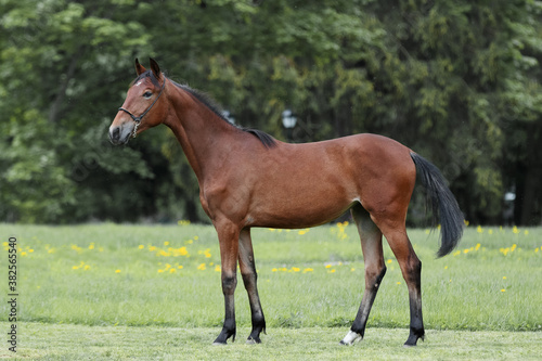 Chestnut horse with a long white mane stands on natural summer background, profile side view, exterior	