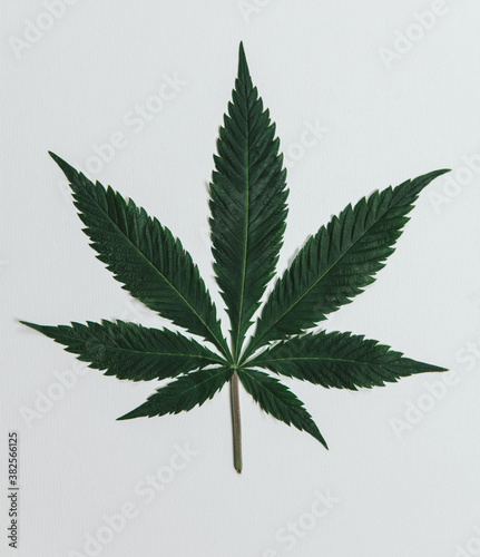 Marijuana leaf
