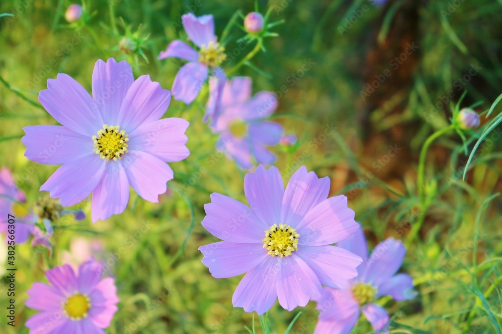 Fototapeta premium 花 こすもす 公園で風に揺れている 風景