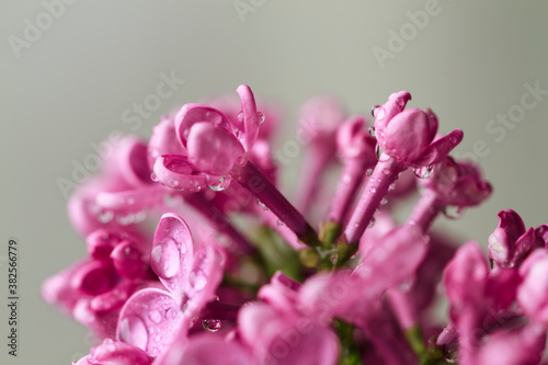 Lilac flower