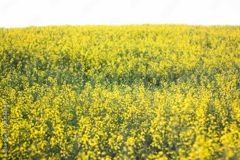 Rapeseed field in Romania - clear sky sunny day Rapeseed field in Romania - clear sky sunny day