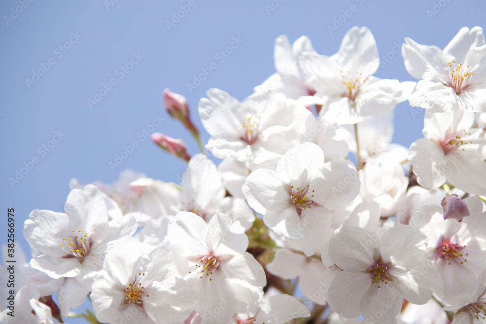 さくらの花のアップ