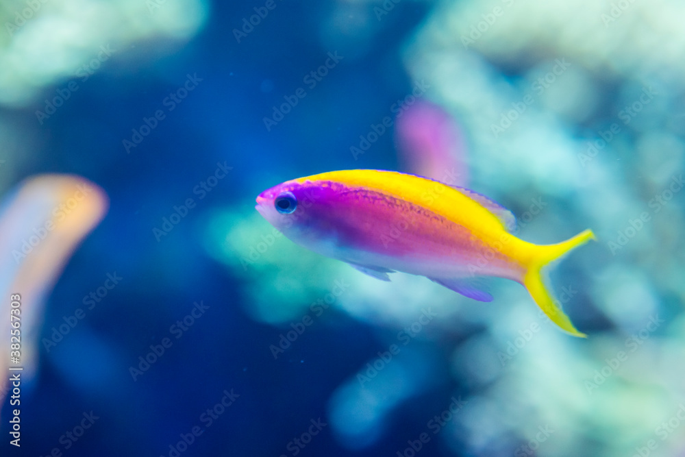 Orange-magenta fish in Oceanario de Lisboa, Portugal Orange-magenta fish in Oceanario de Lisboa, Portugal
