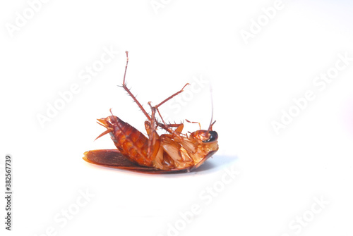 A cockroach isolation on white background