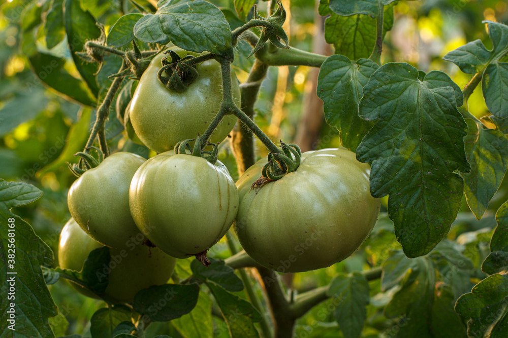 Unripe green tomatoes growing on bush in the garden. Unripe green tomatoes growing on bush in the garden.