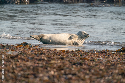 White Seal Phoca vitulina lying on the beach, seaweed in foreground, Helgoland, Germany